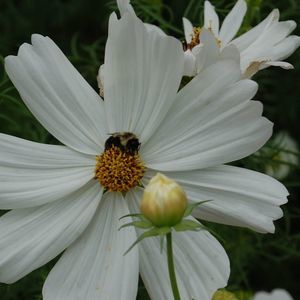 Meet your Posher, Helen